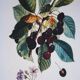 Vintage Botanical Engraving – Cherries, Arti Grafiche Ricordi