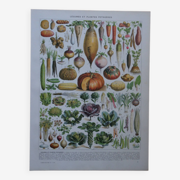 Original lithograph on vegetables and vegetable plants