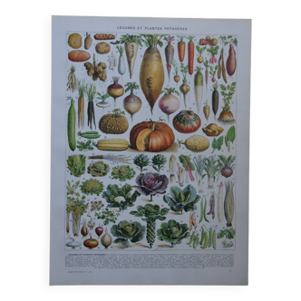 Lithographie originale sur les légumes et les plantes potagères