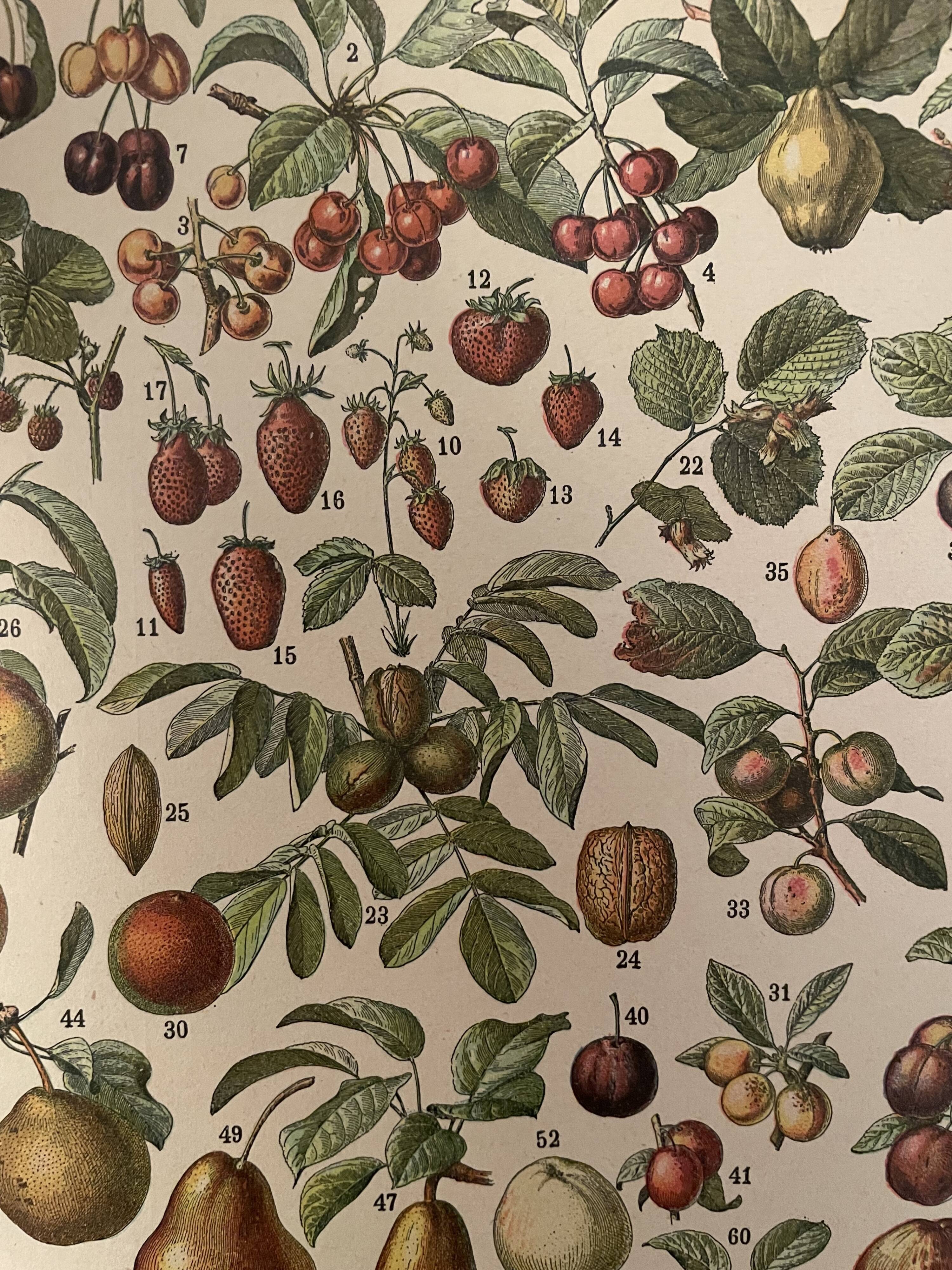 Lithograph engraving fruits 1897 (2)