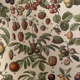 Lithographie gravure fruits 1897 (2)