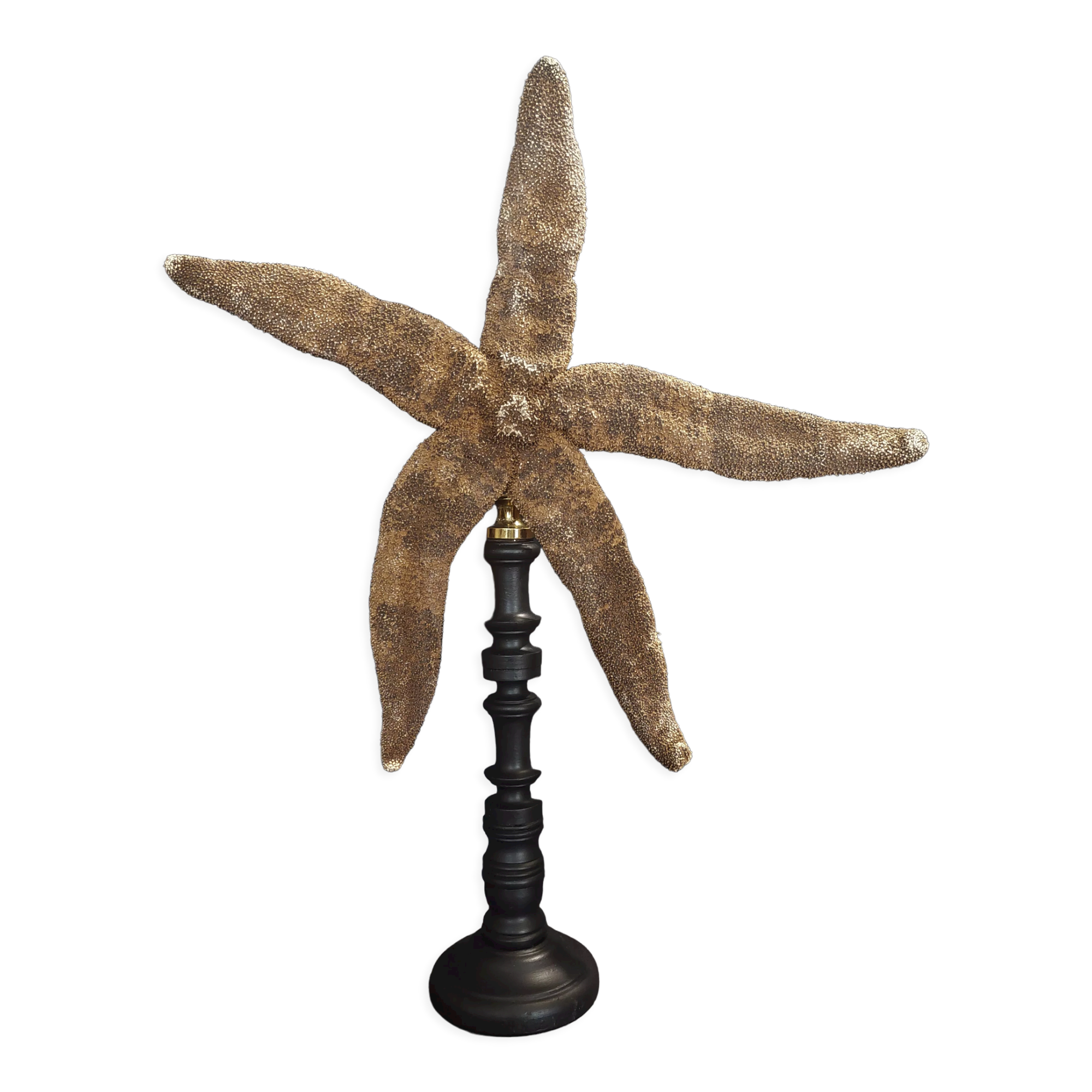 Giant starfish thromidia catalai on pedestal