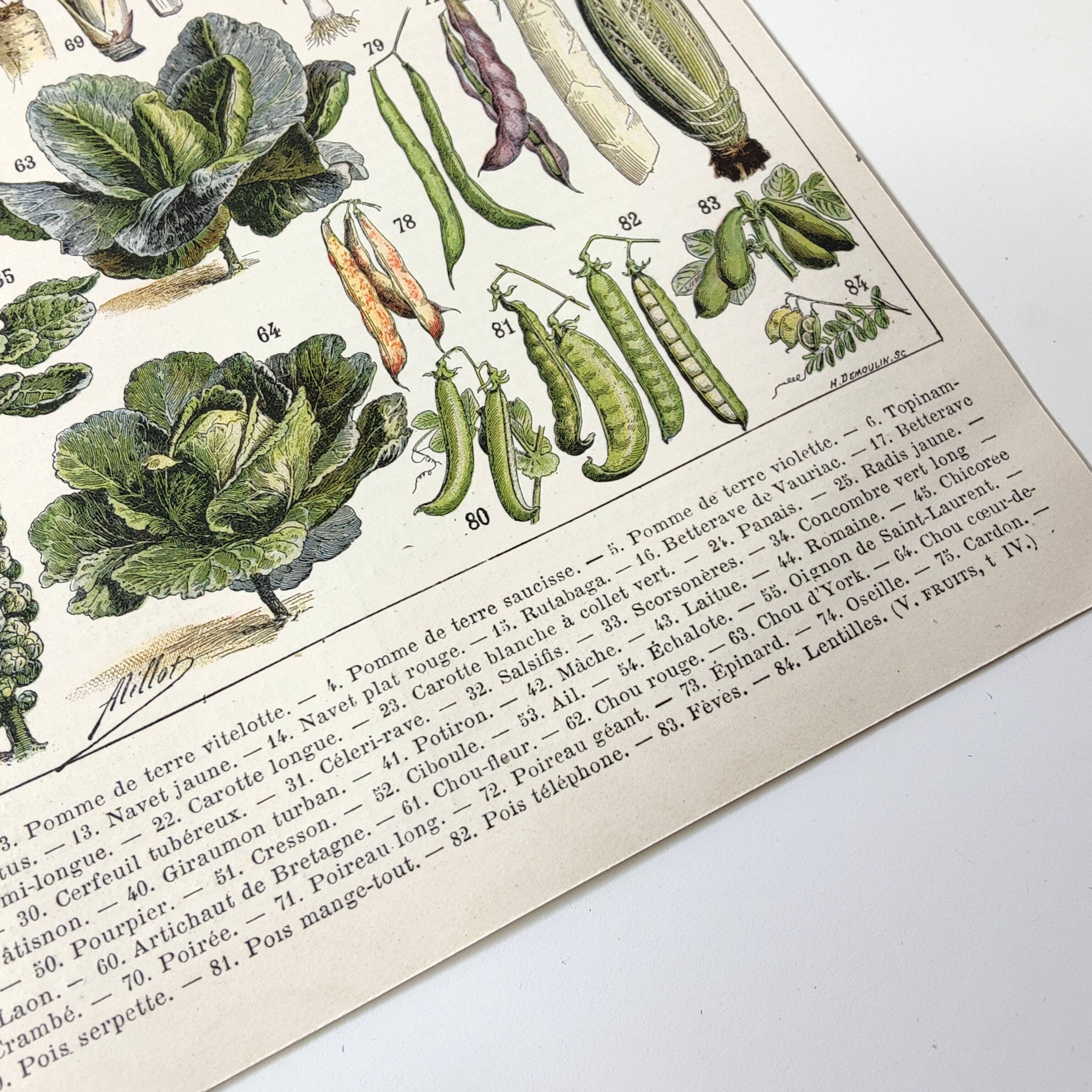 Vintage lithograph plate vegetables and plants from the vegetable garden 1900