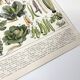 Vintage lithograph plate vegetables and plants from the vegetable garden 1900