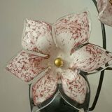 Murano floral wall lights from the 1970s