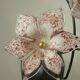 Murano floral wall lights from the 1970s