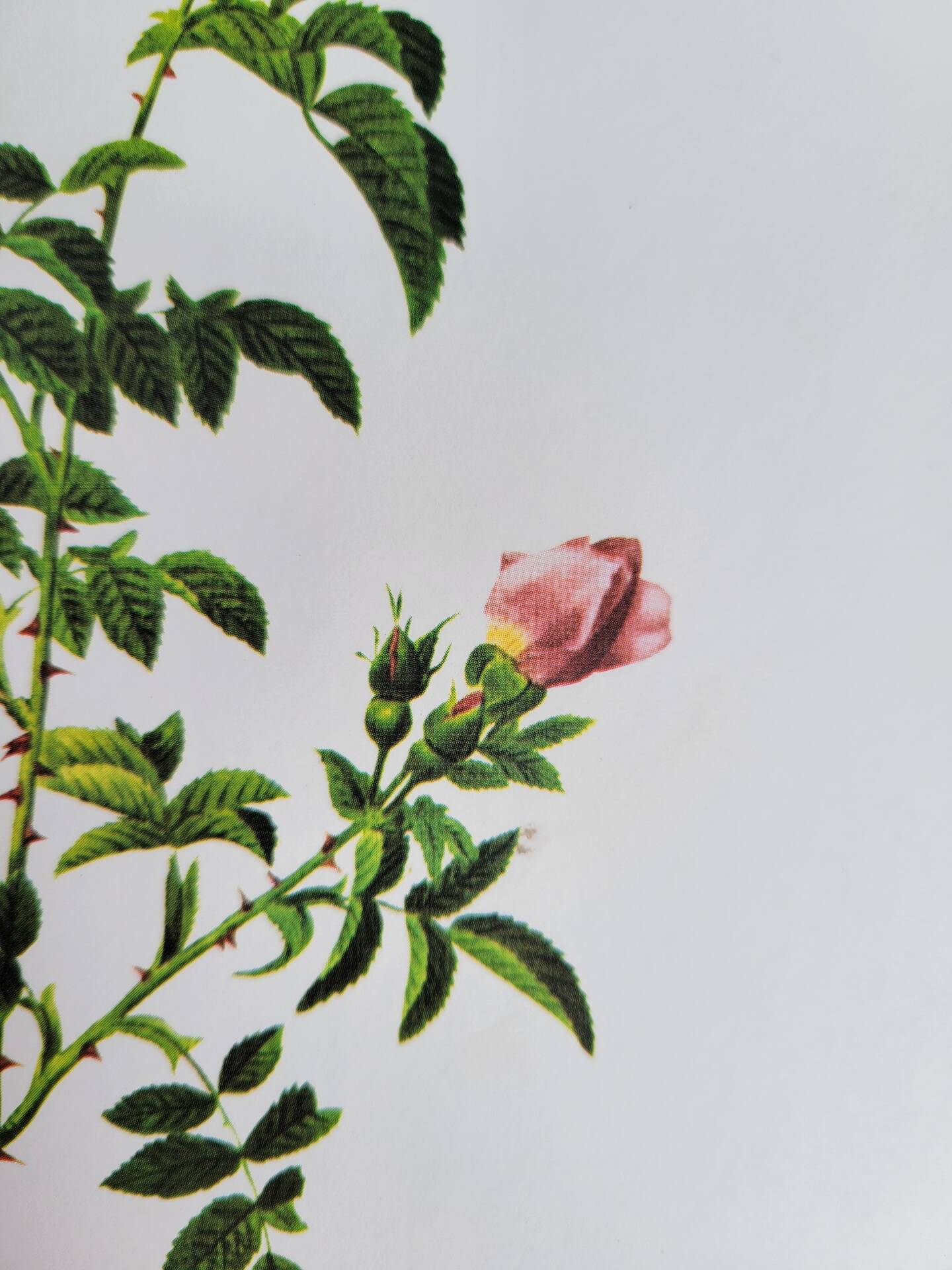 Planche botanique Rose des Hayes, P. J Redouté 1960