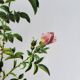 Planche botanique Rose des Hayes, P. J Redouté 1960
