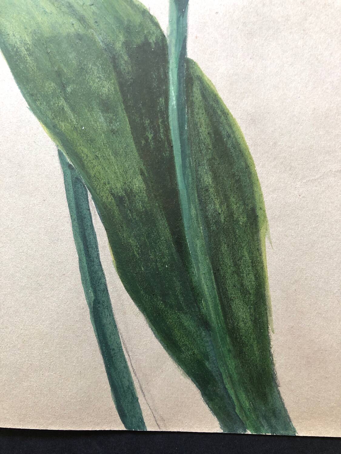 Old tulip drawing