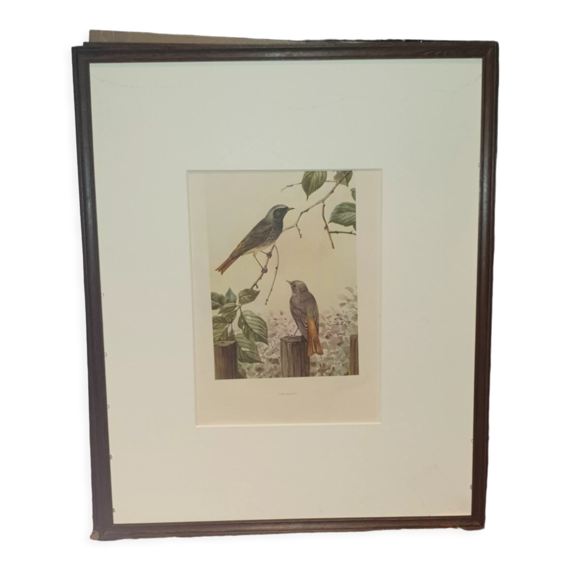 Ornithological engraving