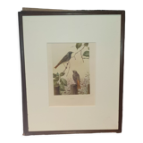 Ornithological engraving