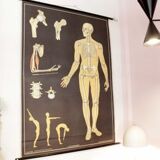 German poster anatomical Hagemann vintage, 1965