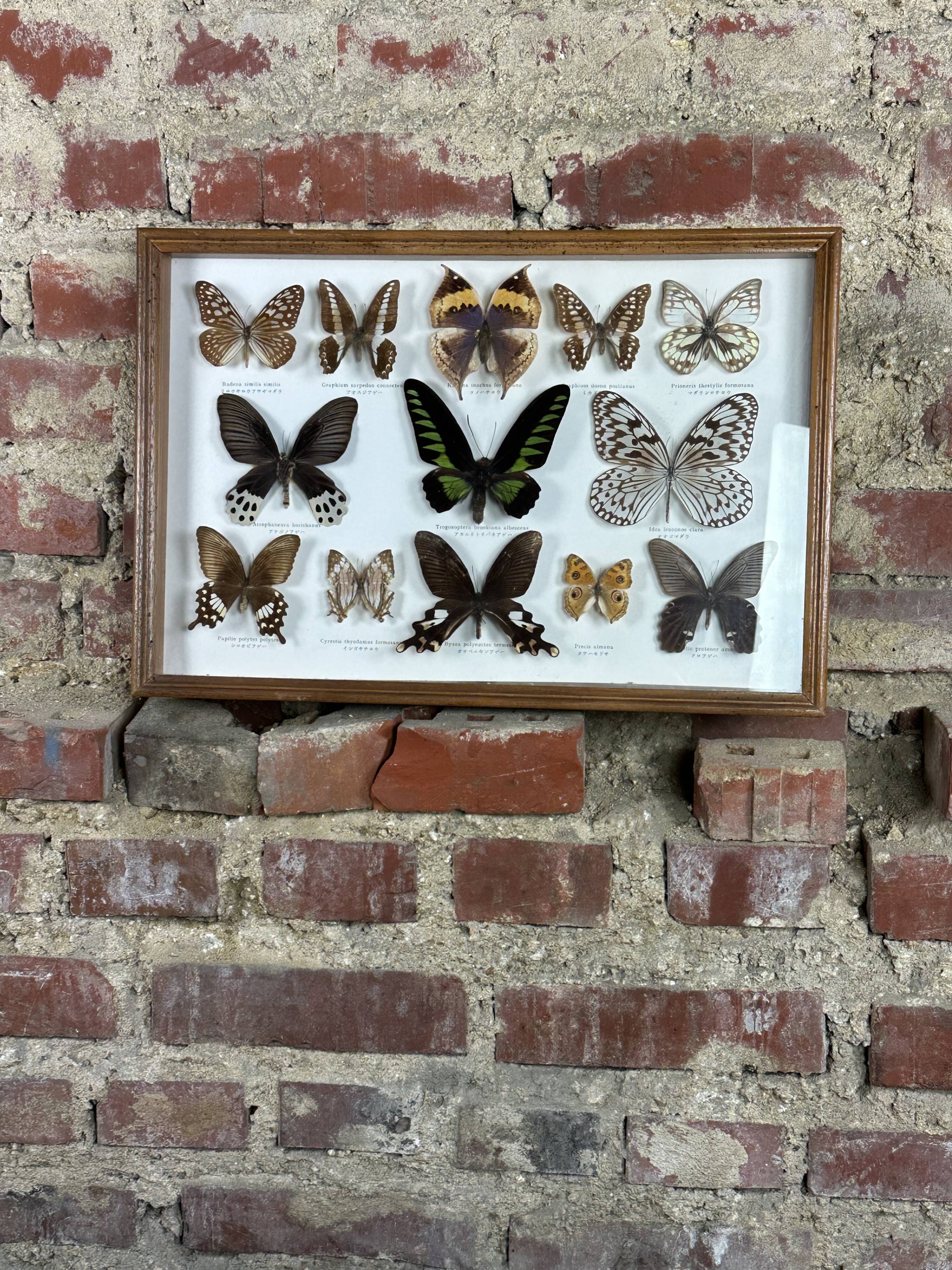 Old entomological frame butterflies 13 species
