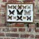 Old entomological frame butterflies 13 species