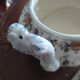 Hubert Bequet earthenware tureen signed