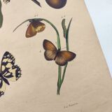 Old engraving from 1838 - Butterflies and Sapotier - Zoological and botanical hand-colored plate.