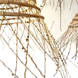 Date palm suspension