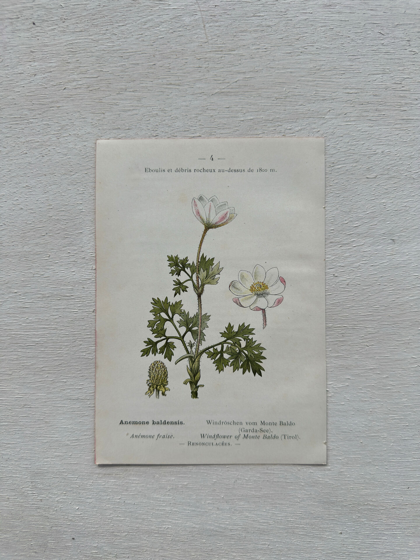 Botanical Plate 1800 Old Naturalist Engraving 19th Century Double-Sided