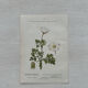 Botanical Plate 1800 Old Naturalist Engraving 19th Century Double-Sided