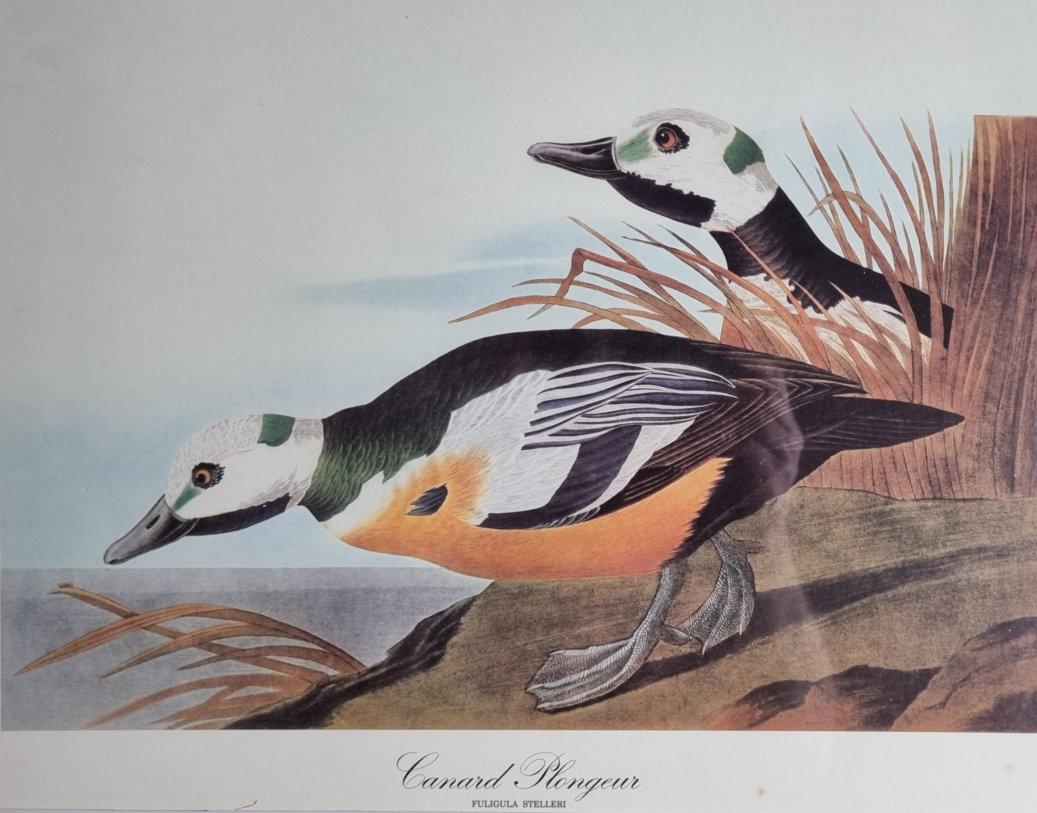 Vintage reproduction after Jean-Jacques Audubon, ornithology, Diving duck