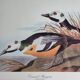 Vintage reproduction after Jean-Jacques Audubon, ornithology, Diving duck