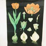 Tulip botanical poster by Jung Koch Quentell