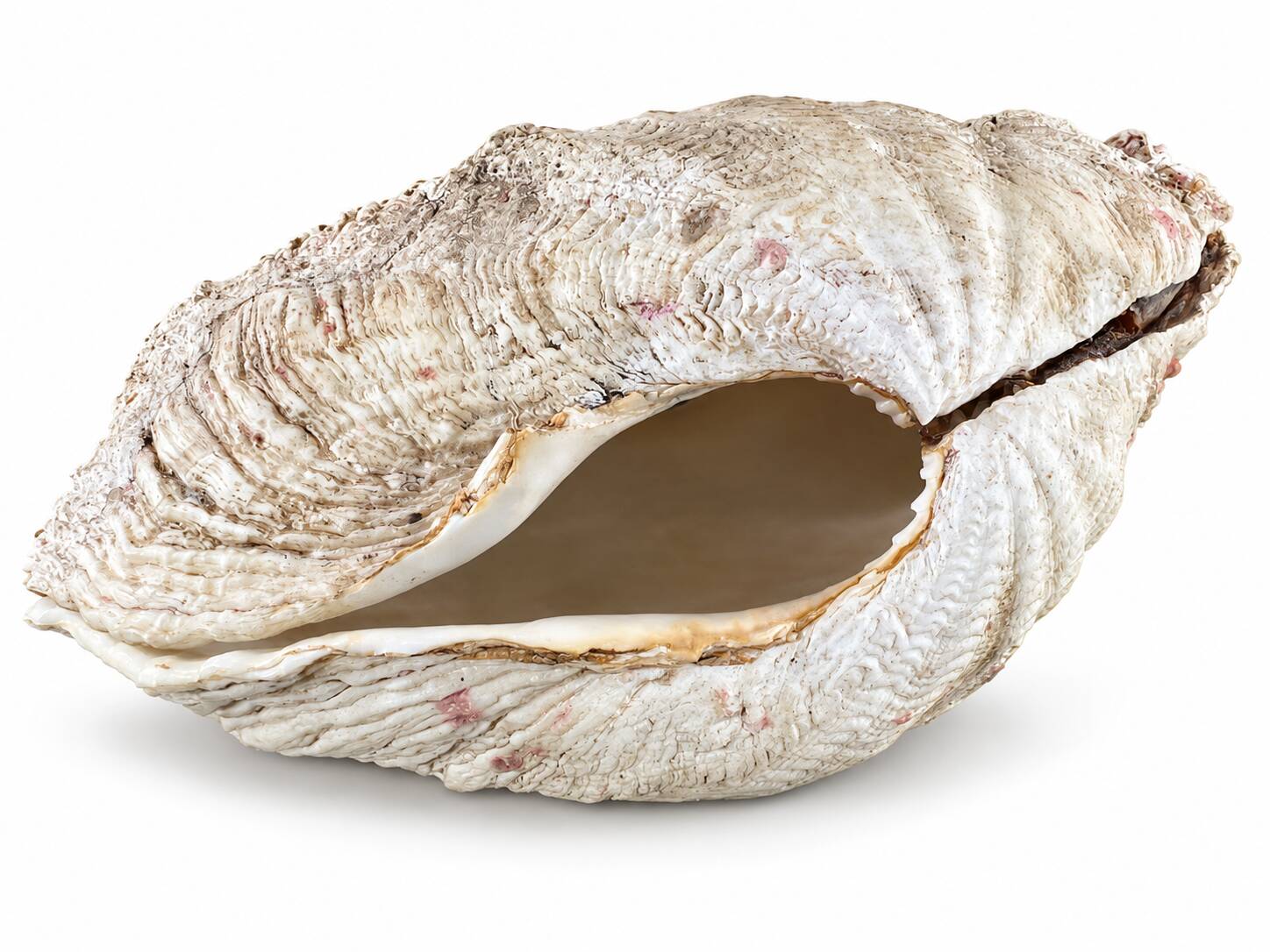 Natural two-valve scallop shell – Curiosity cabinet – 22 cm