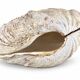 Natural two-valve scallop shell – Curiosity cabinet – 22 cm
