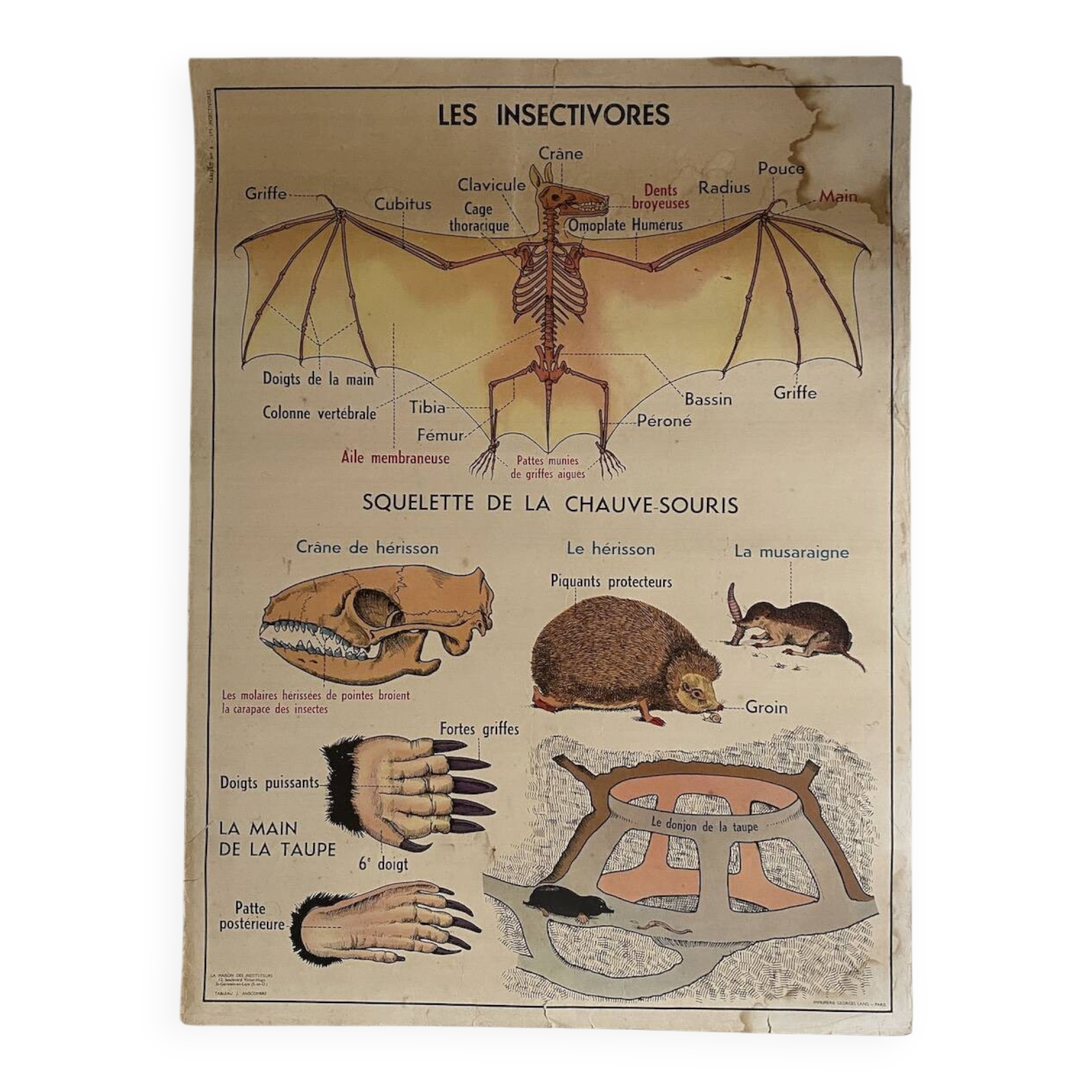 Affiche scolaire vintage Les animaux insectivores / Lapin