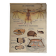 Affiche scolaire vintage Les animaux insectivores / Lapin