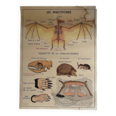 Affiche scolaire vintage Les animaux insectivores / Lapin