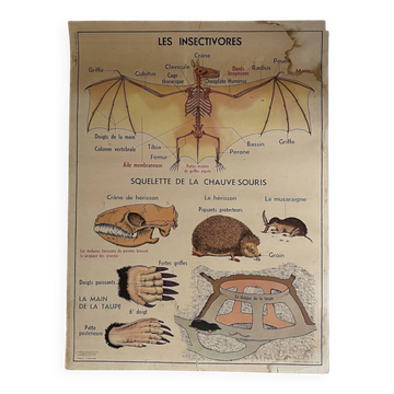Vintage school poster The insectivorous animals / Rabbit