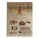 Affiche scolaire vintage Les animaux insectivores / Lapin