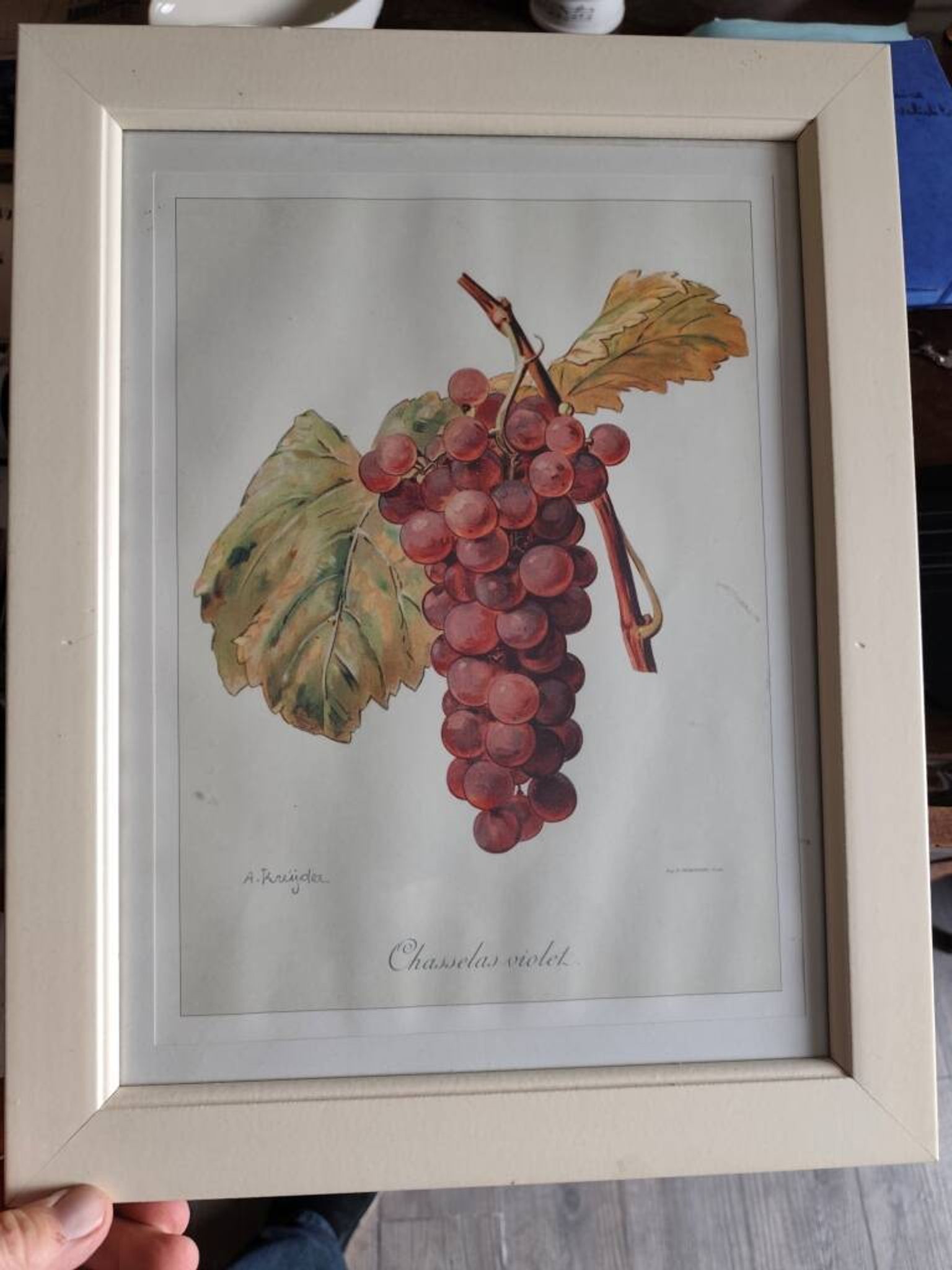 Framed reproduction lithograph of the ampelography treaty by Viala 1901.