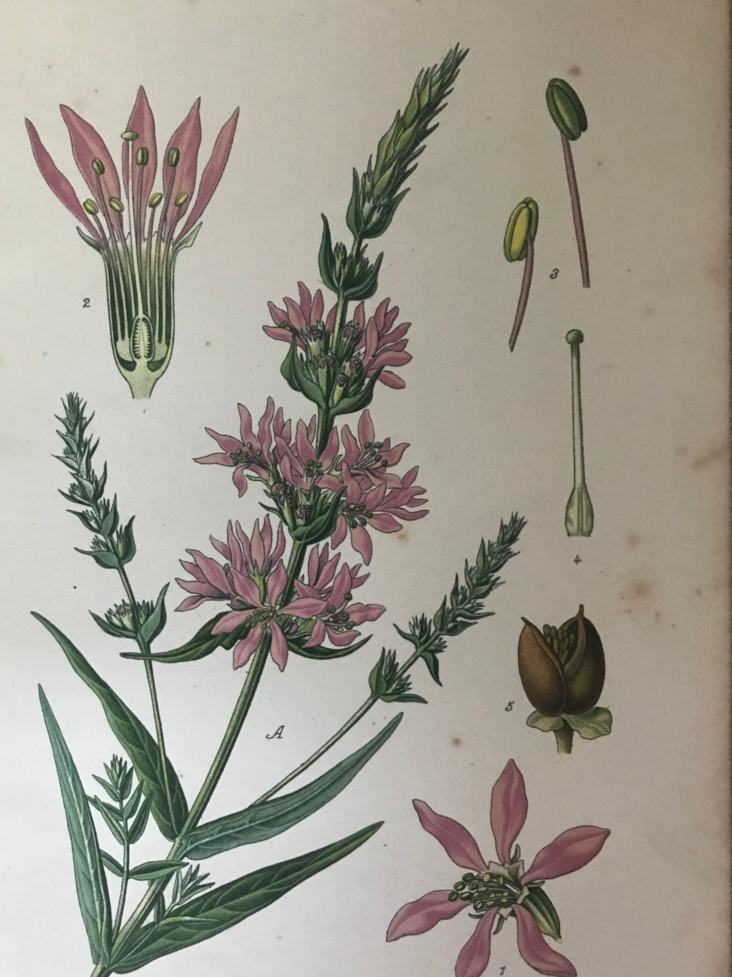 Planches botaniques de fleurs roses 1891