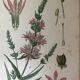 Planches botaniques de fleurs roses 1891