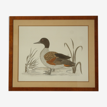 Tableau vintage aquarelle canard De Terronblan Monbaly Dayelle