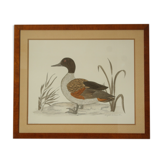 Tableau vintage aquarelle canard De Terronblan Monbaly Dayelle