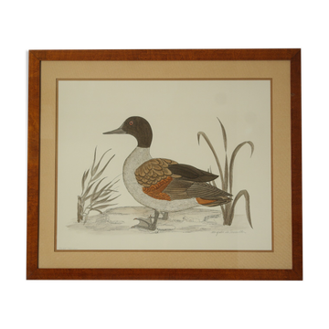 Vintage watercolour table of duck by Terronblan Monbaly Dayelle.