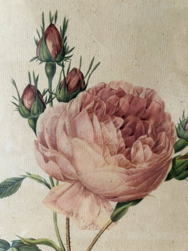 3 gravures botaniques ''Roses'' anciennes d’après Redouté, réédition