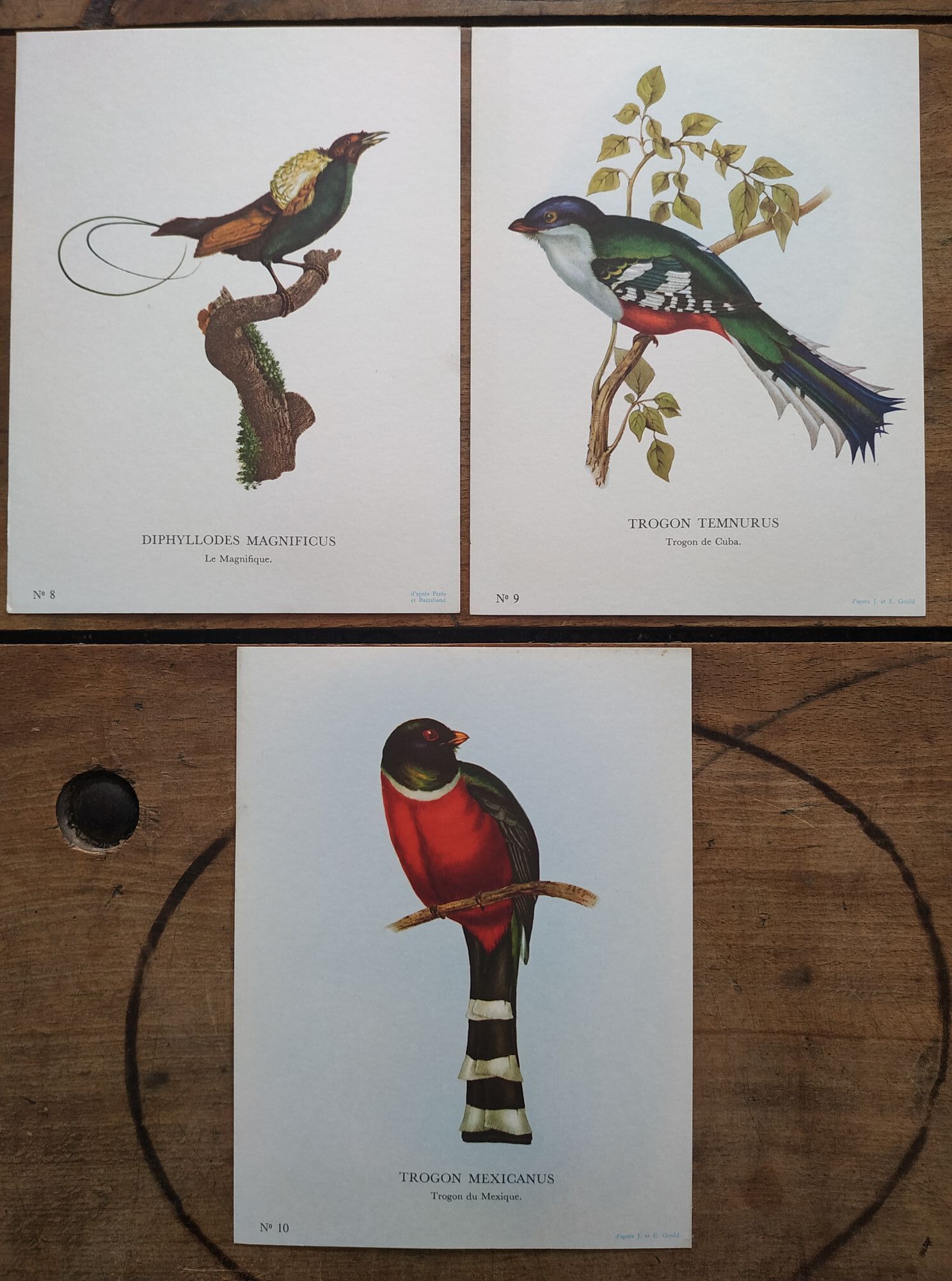 3 Bird Engravings The Magnificent Trogon of Cuba Trogon of Mexico