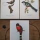 3 Bird Engravings The Magnificent Trogon of Cuba Trogon of Mexico