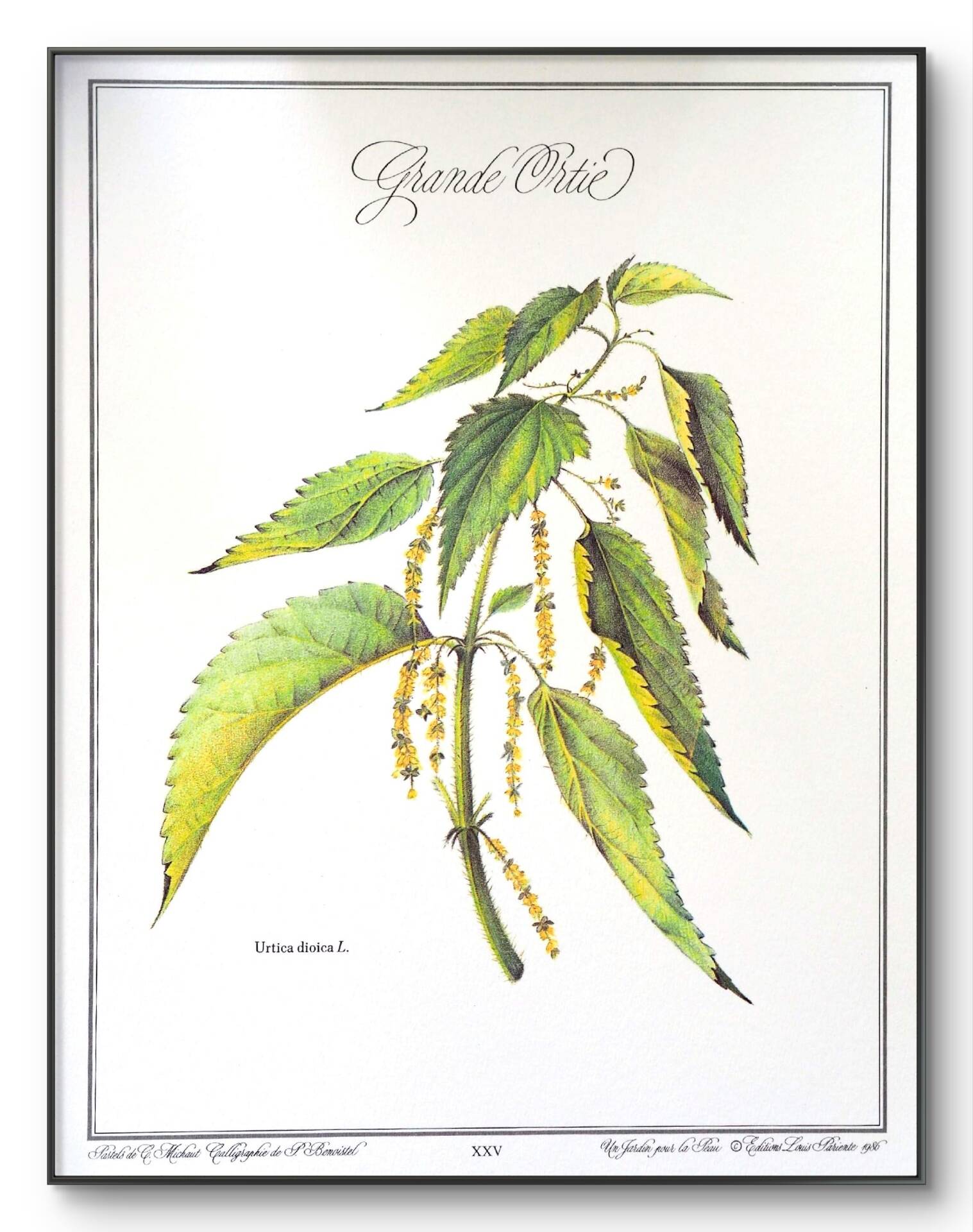 La Grande Ortie, illustration imprimée en 1986. Botanique Vintage.
