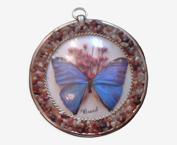 Papillon morphos