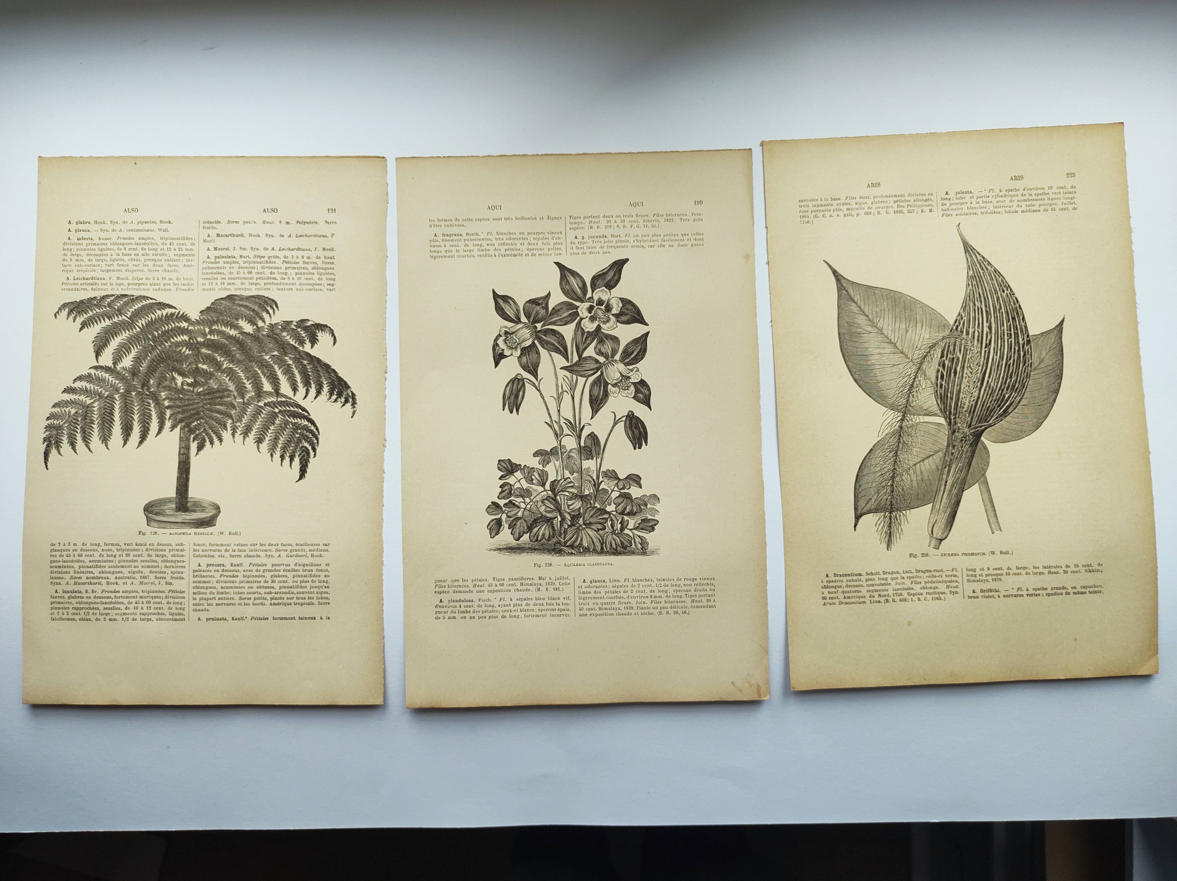 Botanical engravings from 1897 - 3 Plant Plates (1) - Old original plates including Ariséma