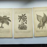 Gravures botaniques de 1897 - 3 Planches Plantes (1) - Planches originales anciennes dont Ariséma