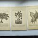 Gravures botaniques de 1897 - 3 Planches Plantes (1) - Planches originales anciennes dont Ariséma