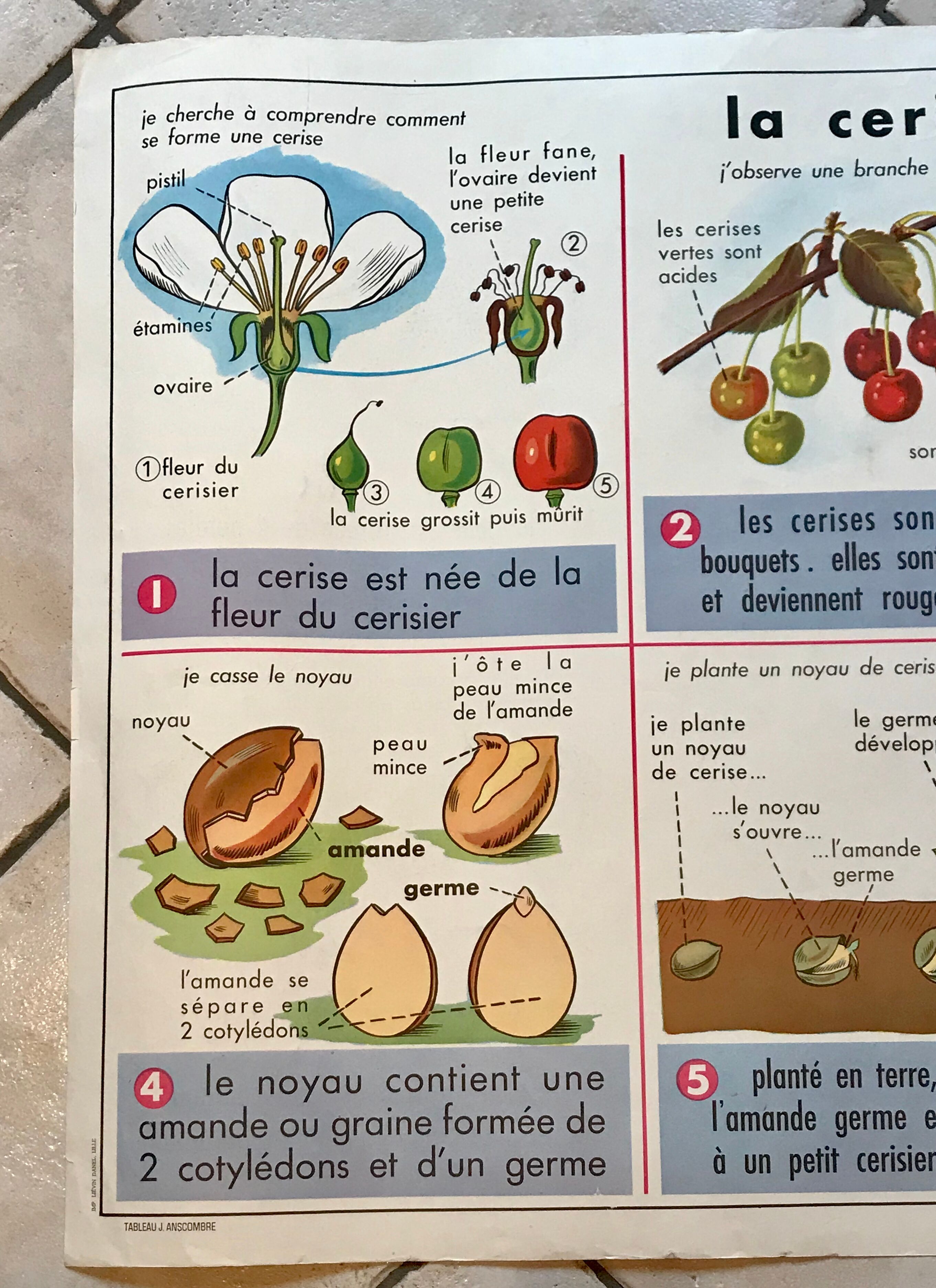 educational poster biology "The cherry" and "The poppy" 50s