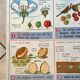 educational poster biology "The cherry" and "The poppy" 50s