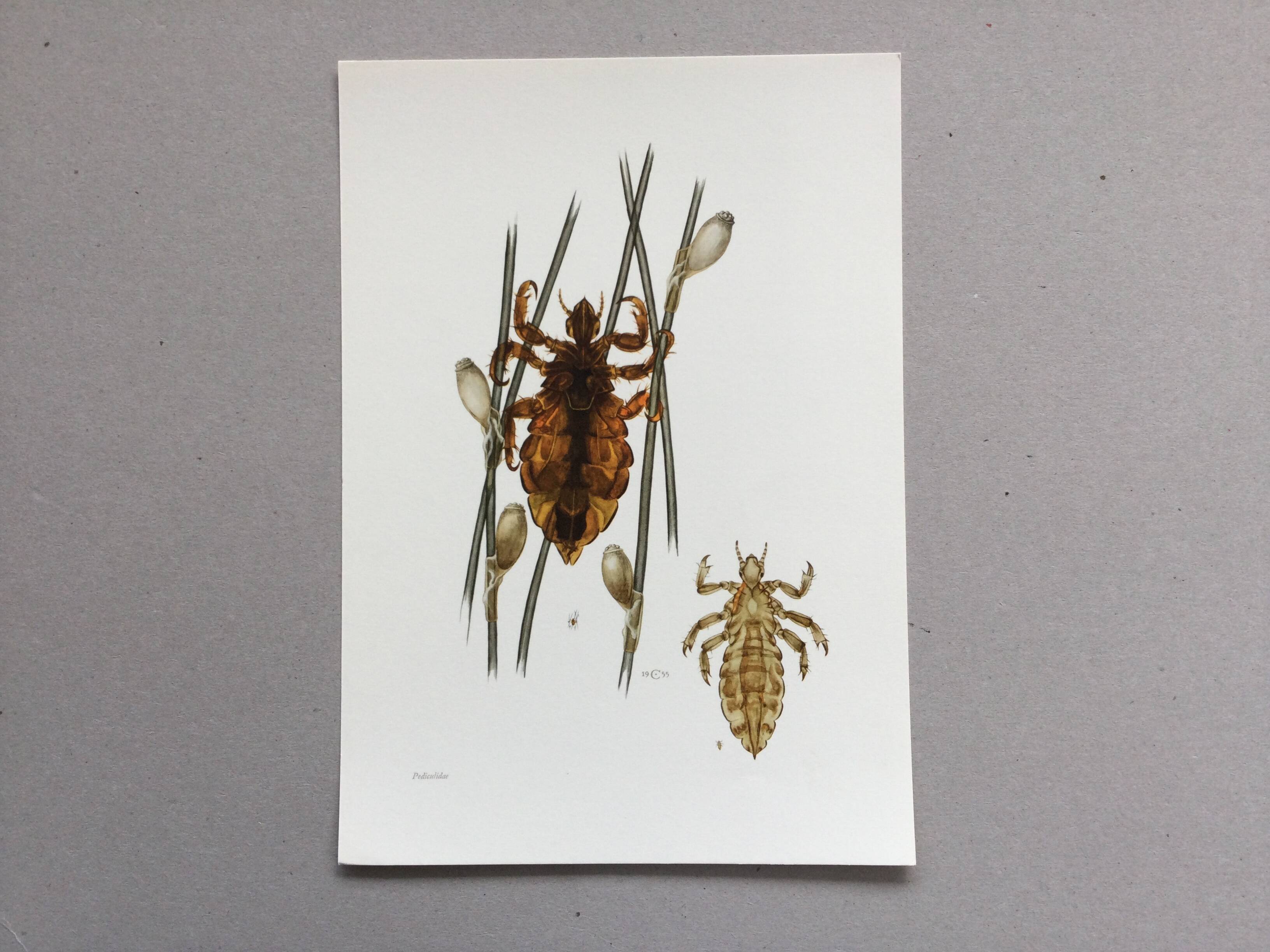 Old illustration "insects", 1960s.